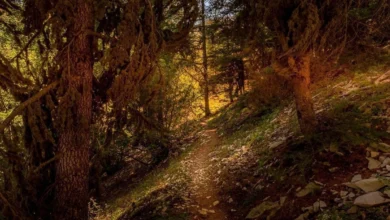 Horsh Ehden Nature5