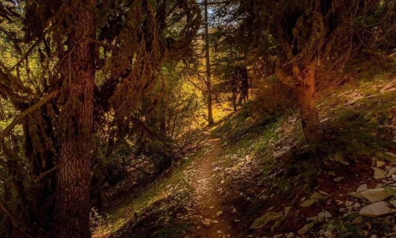 Horsh Ehden Nature5